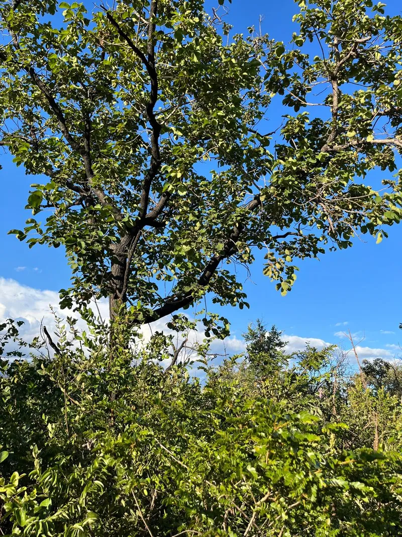 Fazenda em Chapada Gaúcha/Minas Gerais — Ref NEOTGZ — Imagem 9