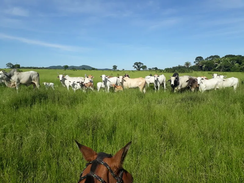 Fazenda em Santo Antônio de Leverger/Mato Grosso — Ref A7HNFV — Imagem 2