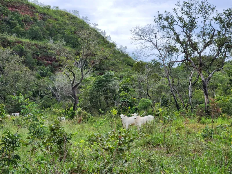 Fazenda em Poxoréu/Mato Grosso — Ref CSANIU — Imagem 7