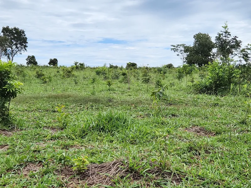 Fazenda em Poxoréu/Mato Grosso — Ref CSANIU — Imagem 2