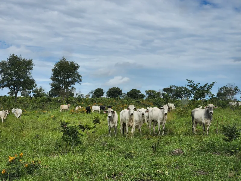 Imóvel rural em Poxoréu/Mato Grosso — Ref CSANIU1