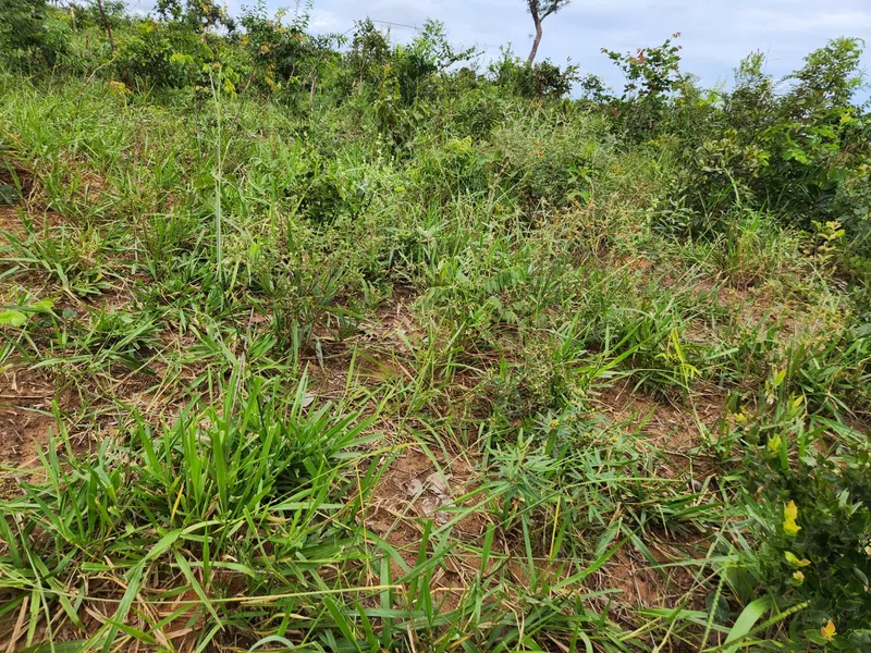 Fazenda em Poxoréu/Mato Grosso — Ref CSANIU — Imagem 4