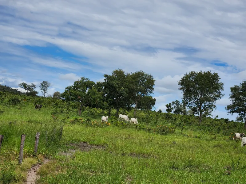 Fazenda em Poxoréu/Mato Grosso — Ref CSANIU — Imagem 6