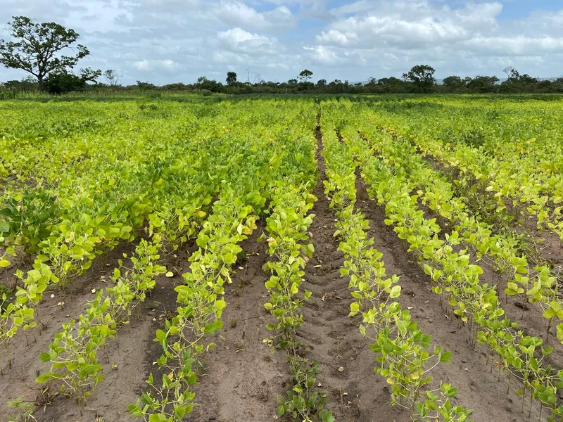 Fazenda em Aroazes/Piauí — Ref IXAT50 — Imagem 2