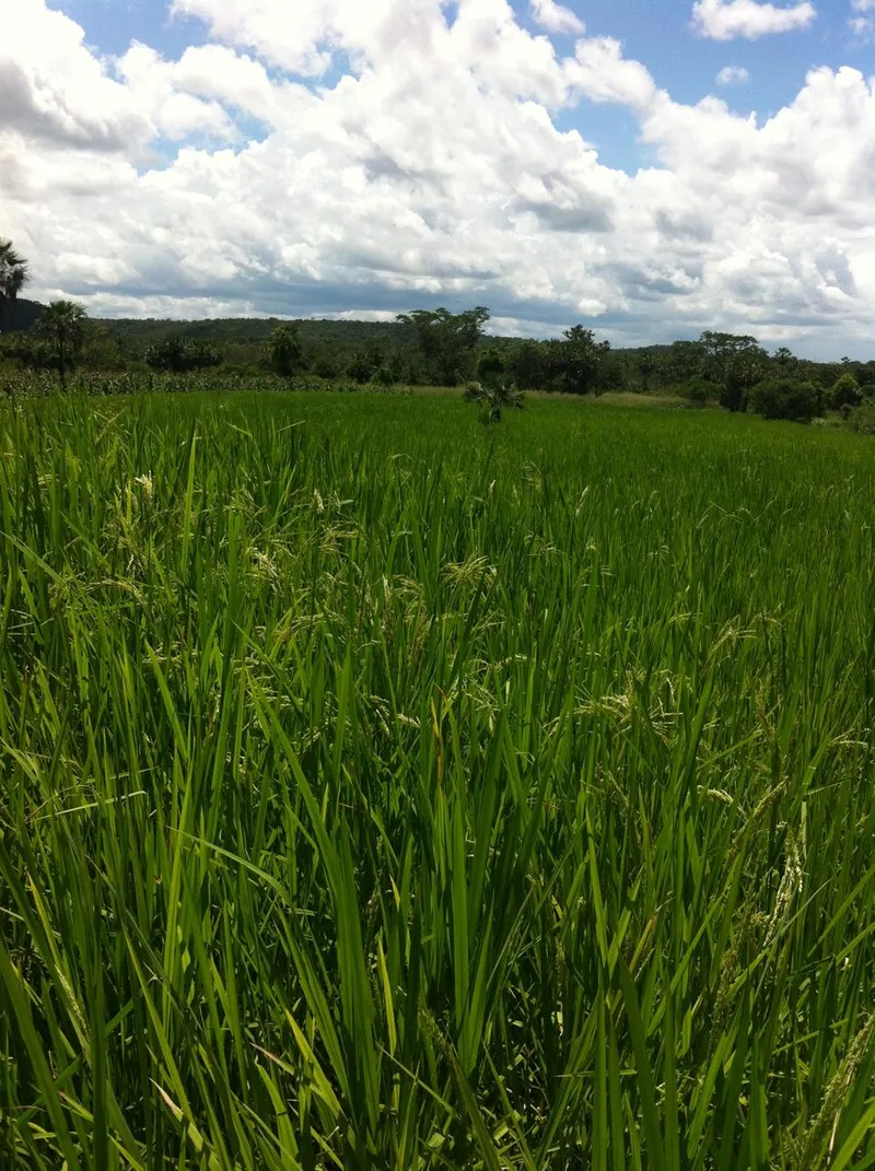 Fazenda em Aroazes/Piauí — Ref IXAT50 — Imagem 5