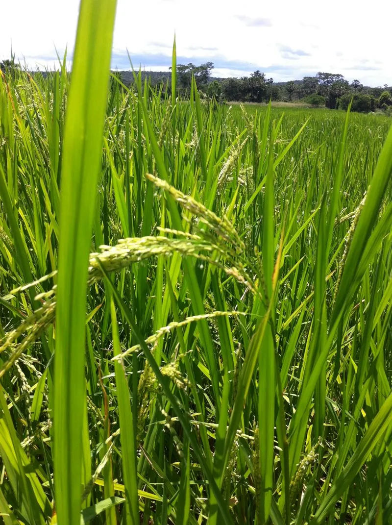 Fazenda em Aroazes/Piauí — Ref IXAT50 — Imagem 6