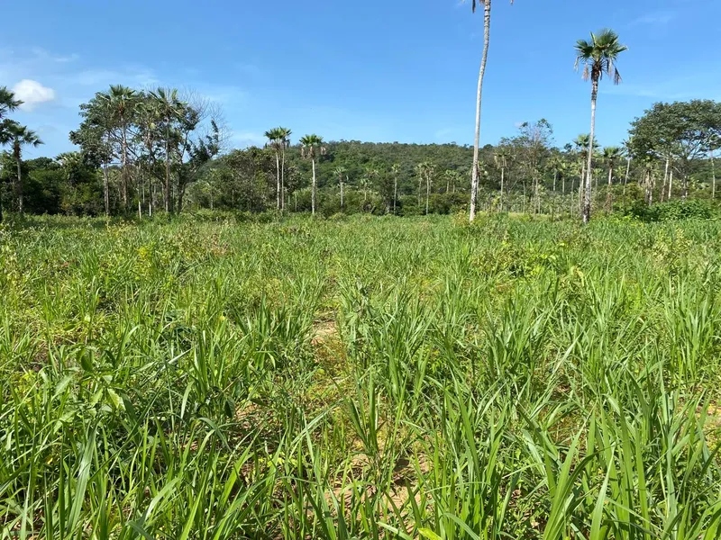 Fazenda em Aroazes/Piauí — Ref IXAT50 — Imagem 8