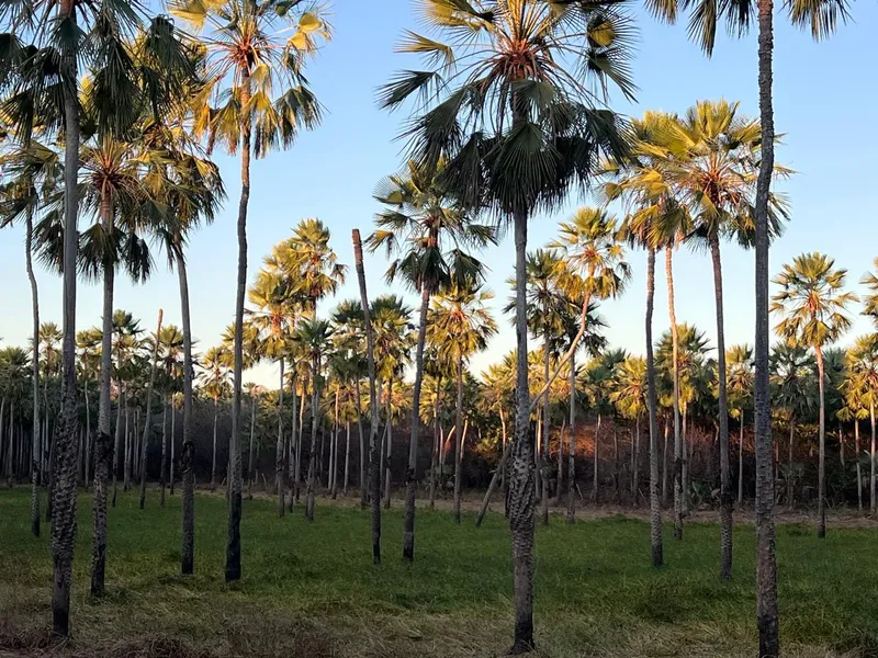 Fazenda em Aroazes/Piauí — Ref IXAT50 — Imagem 13