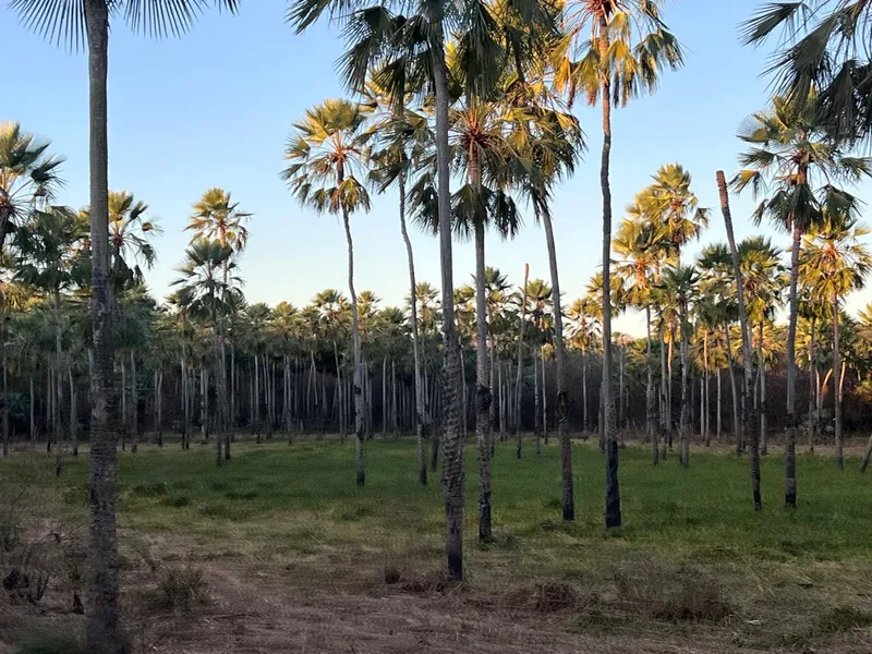Fazenda em Aroazes/Piauí — Ref IXAT50 — Imagem 14