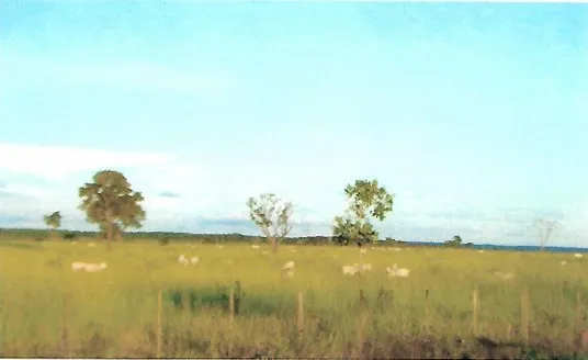 Fazenda em João Pinheiro/Minas Gerais — Ref GKPEY6 — Imagem 14