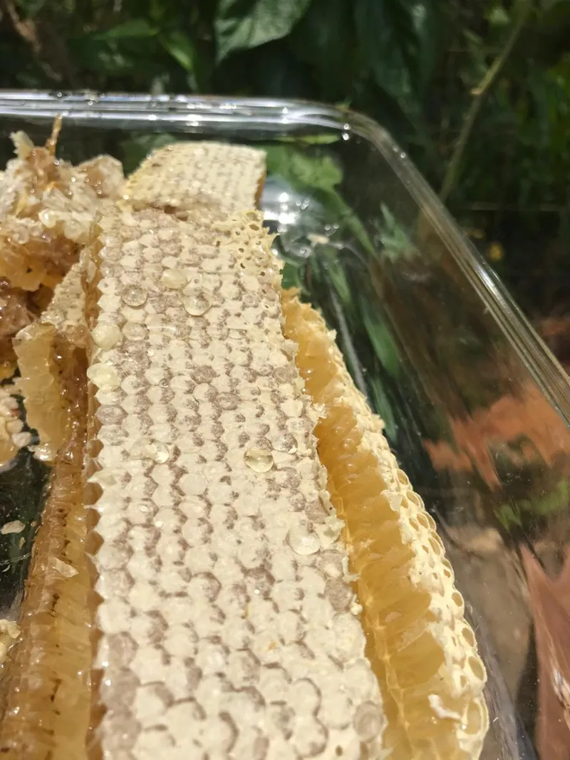 Sítio em Piedade/São Paulo — Ref X9A4Z4 — Imagem 33