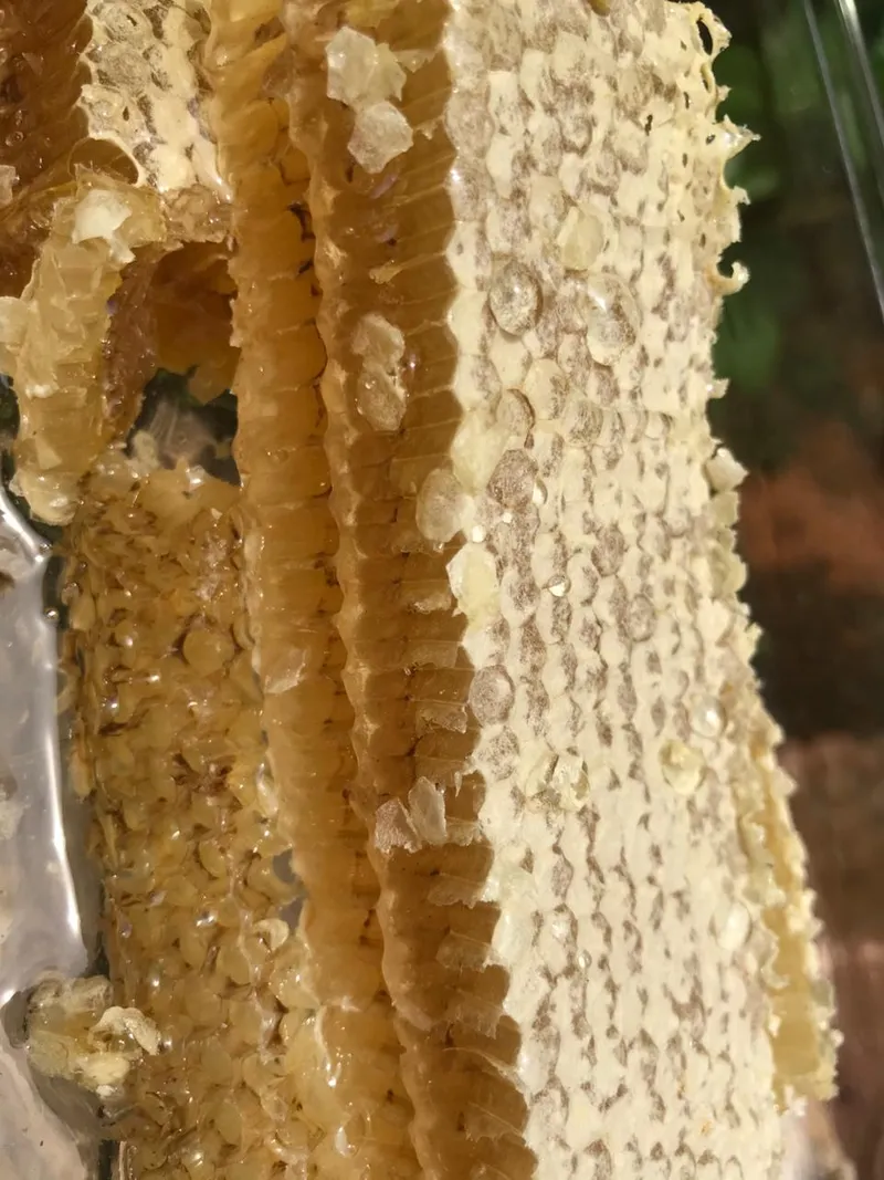 Sítio em Piedade/São Paulo — Ref X9A4Z4 — Imagem 34