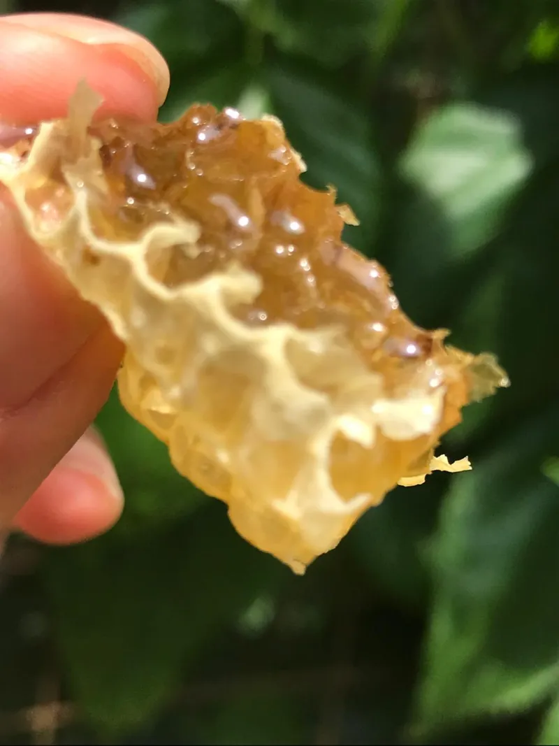 Sítio em Piedade/São Paulo — Ref X9A4Z4 — Imagem 35