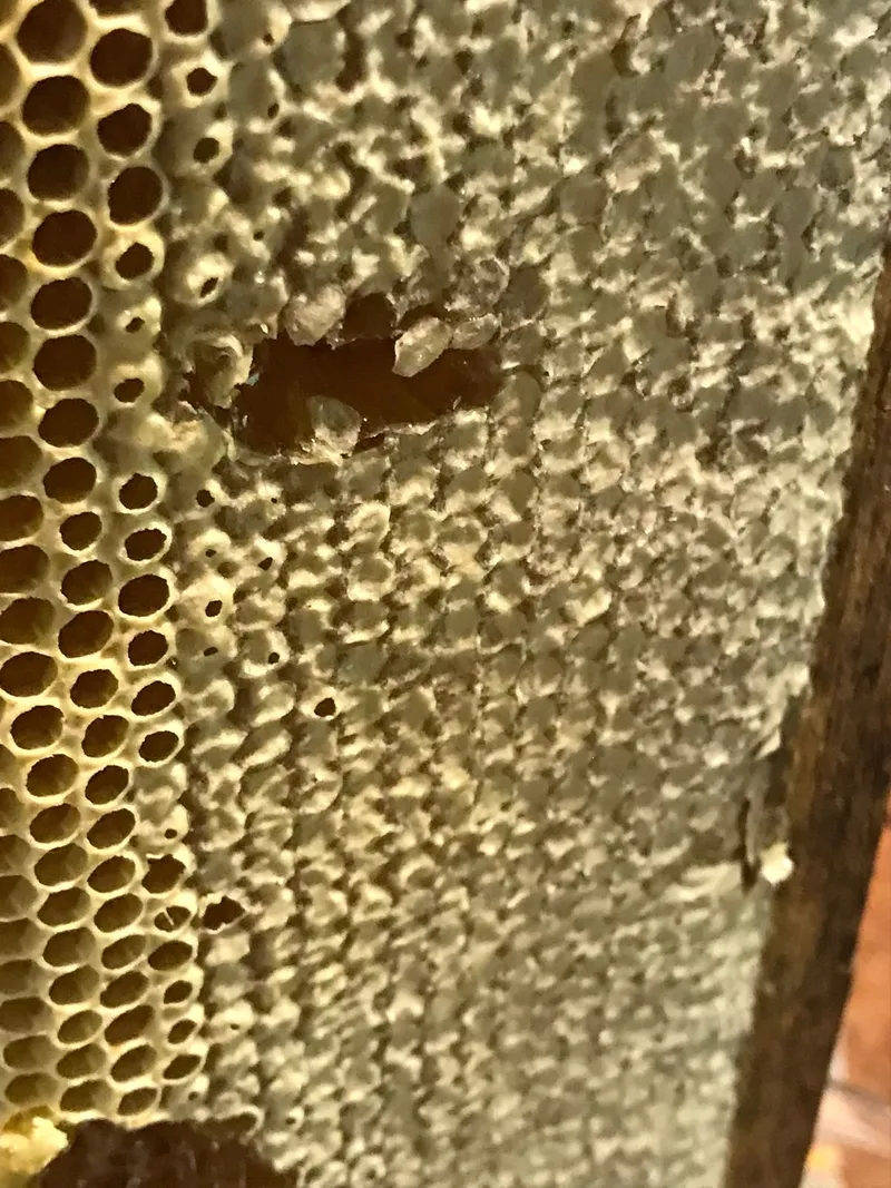 Sítio em Piedade/São Paulo — Ref X9A4Z4 — Imagem 39