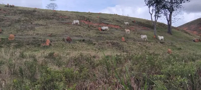 Fazenda em Juiz de Fora/Minas Gerais — Ref 162PDT — Imagem 25