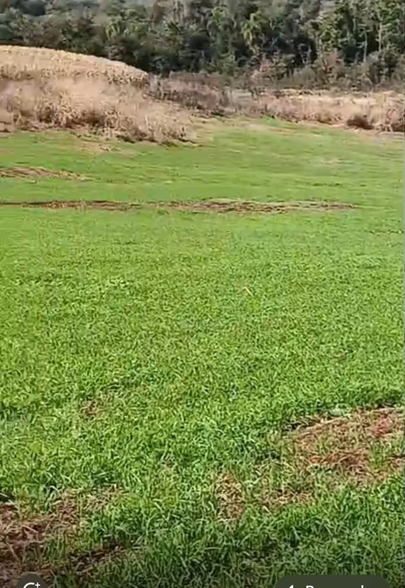 Fazenda em Leópolis/Paraná — Ref 23B34X — Imagem 4