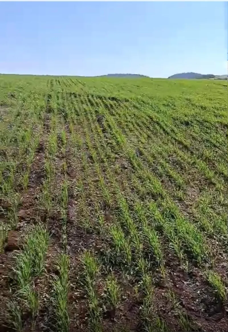 Fazenda em Leópolis/Paraná — Ref 23B34X — Imagem 3