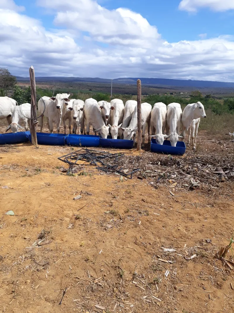 Fazenda em Wagner/Bahia — Ref 4ENTD1 — Imagem 6