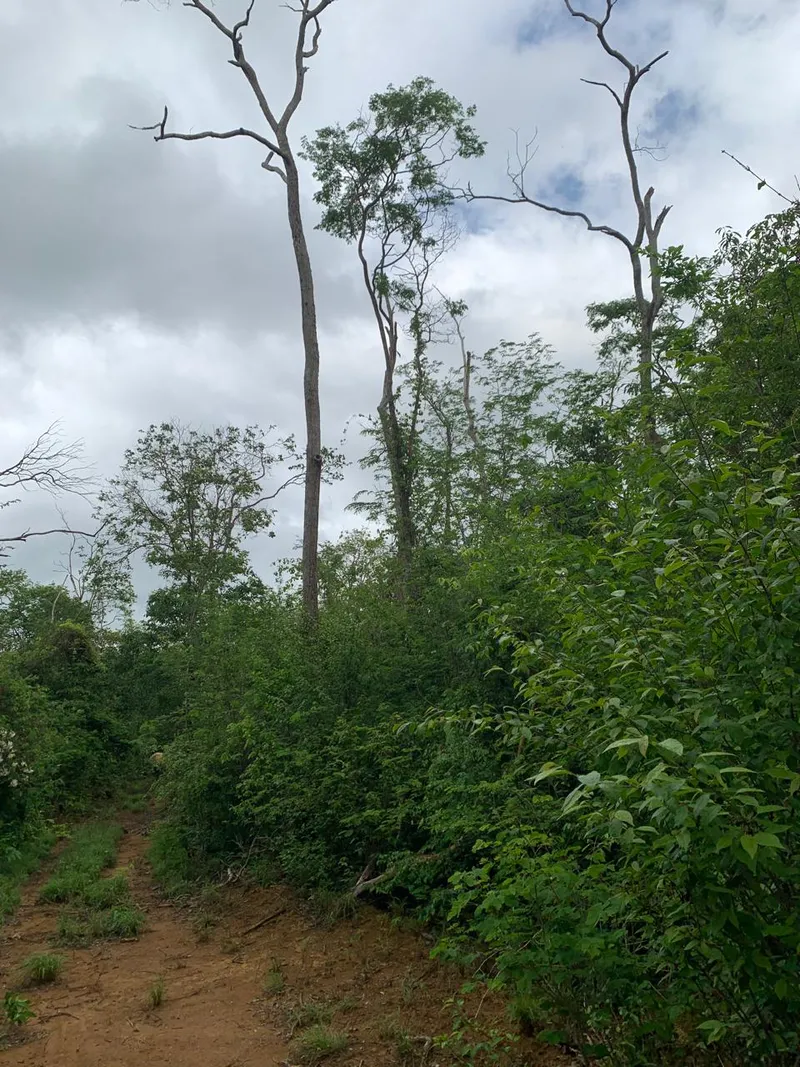 Fazenda em Wagner/Bahia — Ref 4ENTD1 — Imagem 16