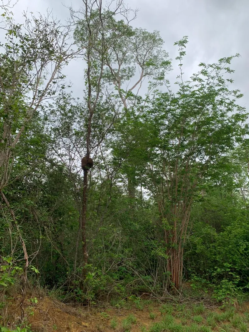 Fazenda em Wagner/Bahia — Ref 4ENTD1 — Imagem 18