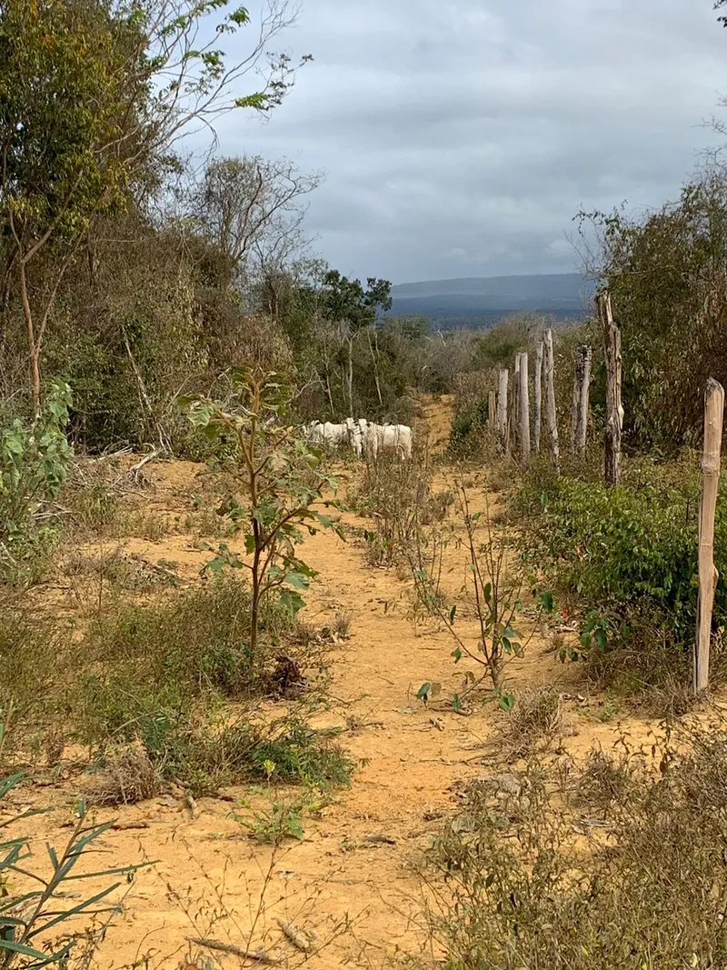 Fazenda em Wagner/Bahia — Ref 4ENTD1 — Imagem 10
