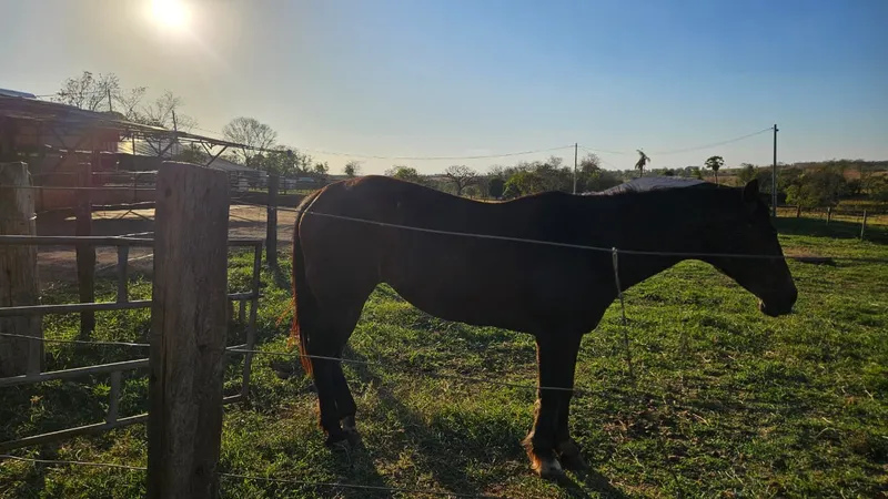 Sítio em Campo Grande/Mato Grosso do Sul — Ref XBG2LX — Imagem 5