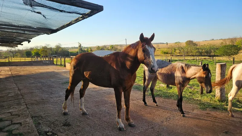 Sítio em Campo Grande/Mato Grosso do Sul — Ref XBG2LX — Imagem 4