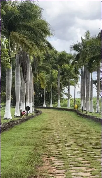 Fazenda em Cristianópolis/Goiás — Ref BBA31W — Imagem 24