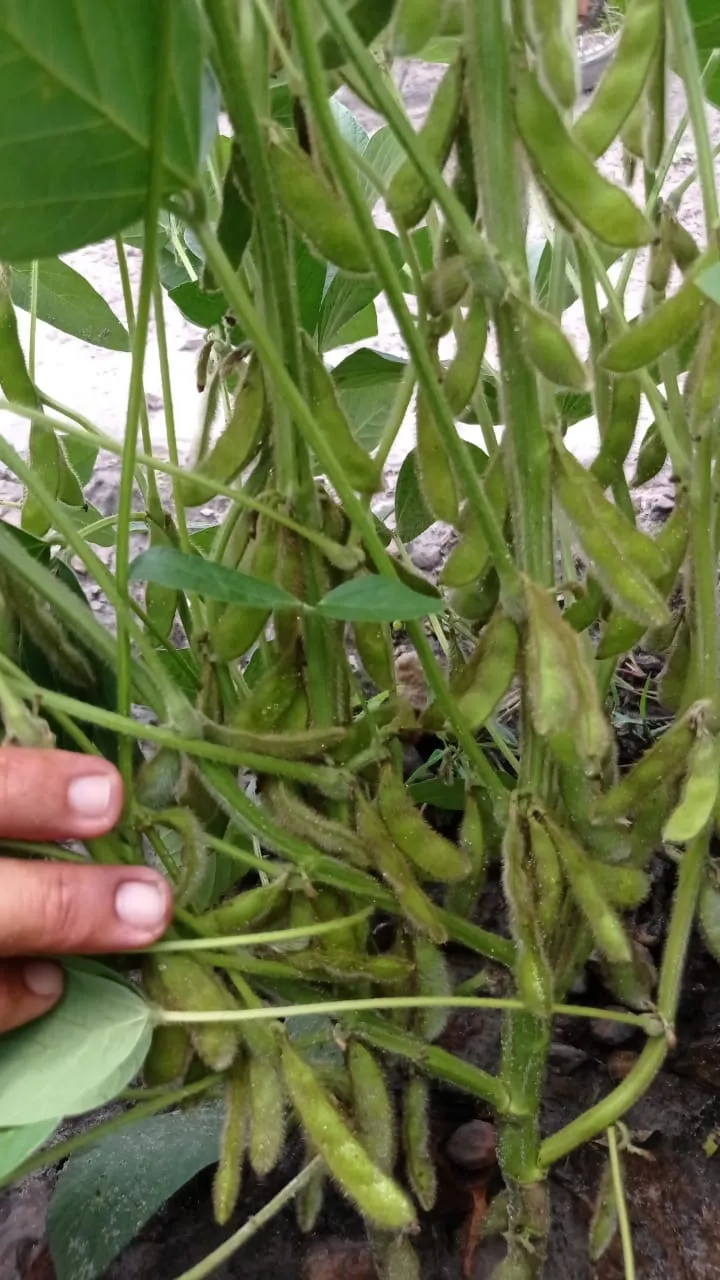 Fazenda em Matões/Maranhão — Ref 007PP8 — Imagem 3