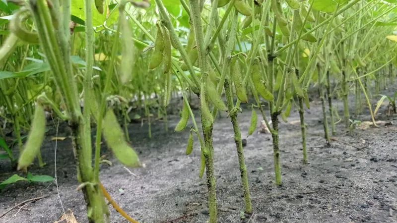 Fazenda em Matões/Maranhão — Ref 007PP8 — Imagem 4