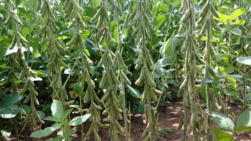 Fazenda em Matões/Maranhão — Ref 007PP8 — Imagem 5