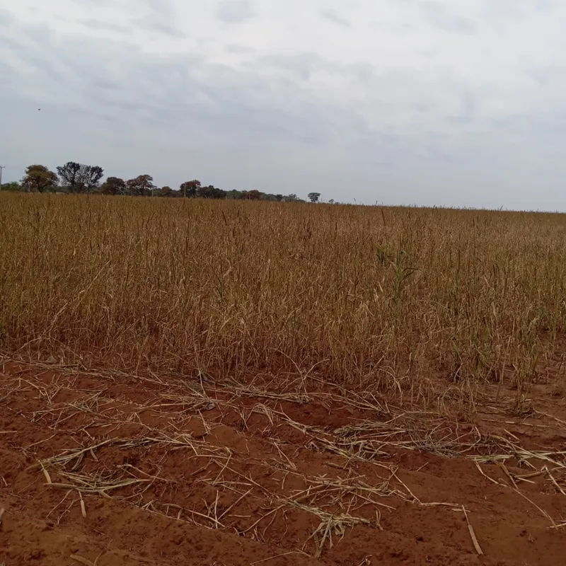 Fazenda em Nova Andradina/Mato Grosso do Sul — Ref ZSRVP1 — Imagem 6