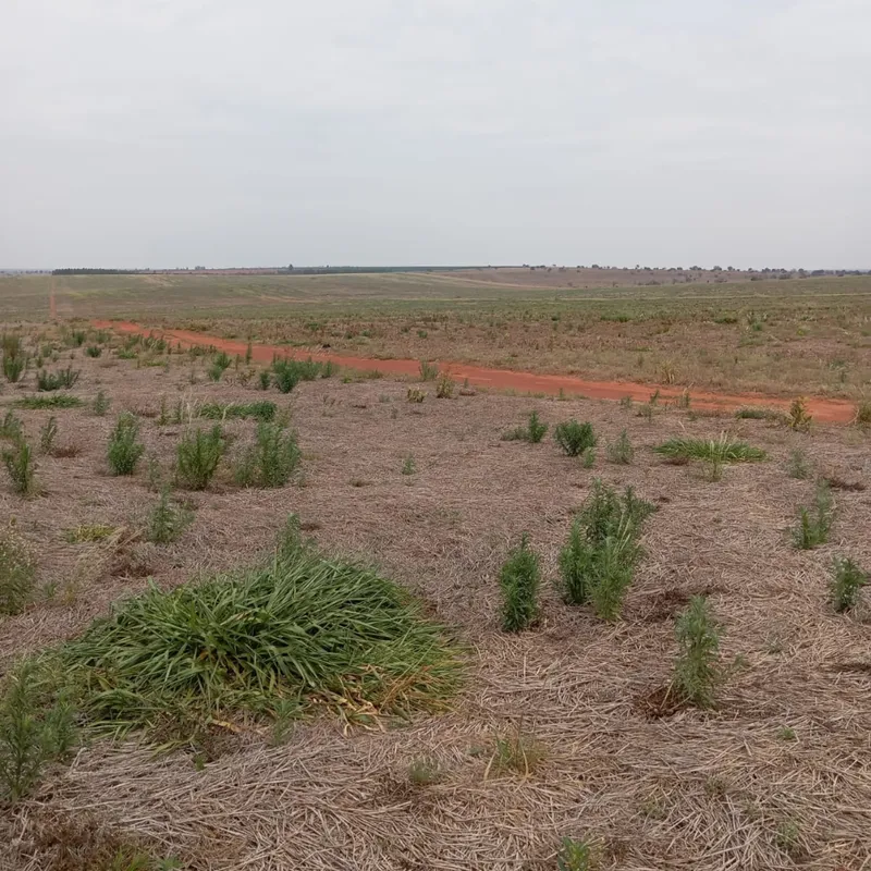 Fazenda em Nova Andradina/Mato Grosso do Sul — Ref ZSRVP1 — Imagem 9