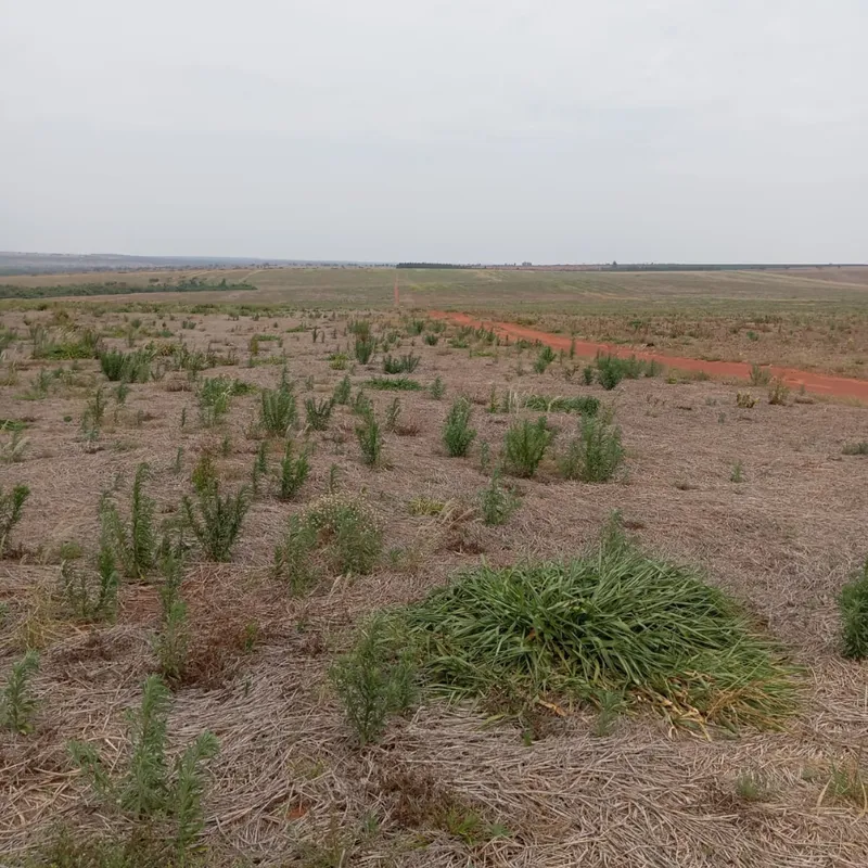 Fazenda em Nova Andradina/Mato Grosso do Sul — Ref ZSRVP1 — Imagem 10