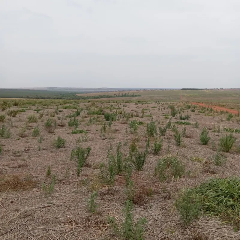 Fazenda em Nova Andradina/Mato Grosso do Sul — Ref ZSRVP1 — Imagem 12