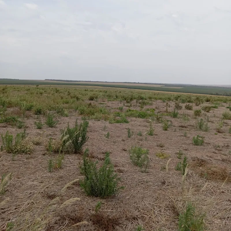 Fazenda em Nova Andradina/Mato Grosso do Sul — Ref ZSRVP1 — Imagem 13