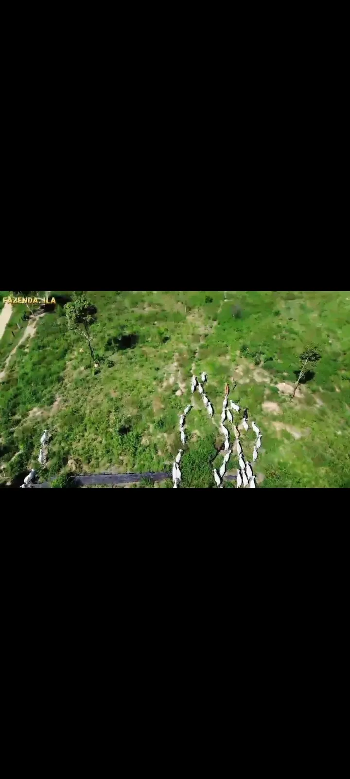Fazenda em Novo Progresso/Pará — Ref 91U5KV — Imagem 15