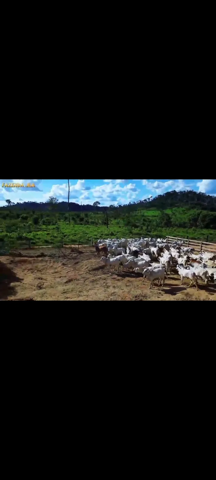 Fazenda em Novo Progresso/Pará — Ref 91U5KV — Imagem 16