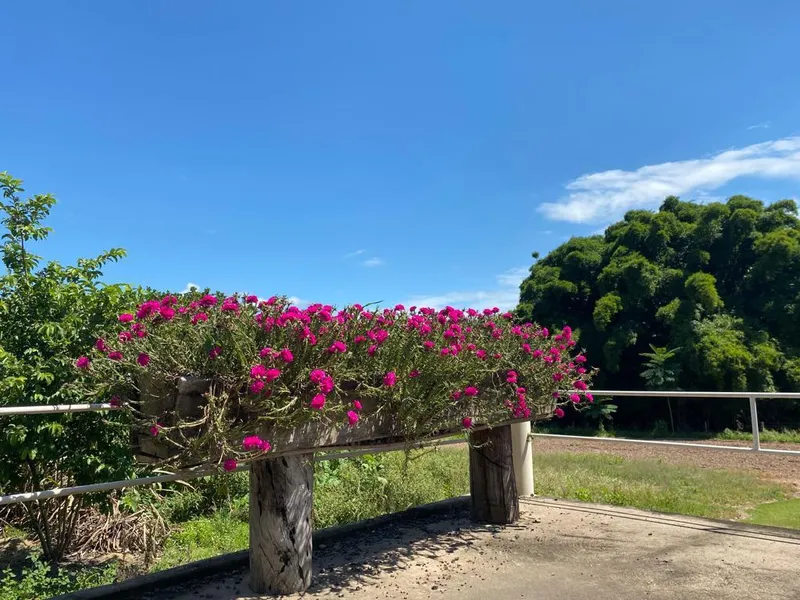 Fazenda em Israelândia/Goiás — Ref JWAATO — Imagem 15