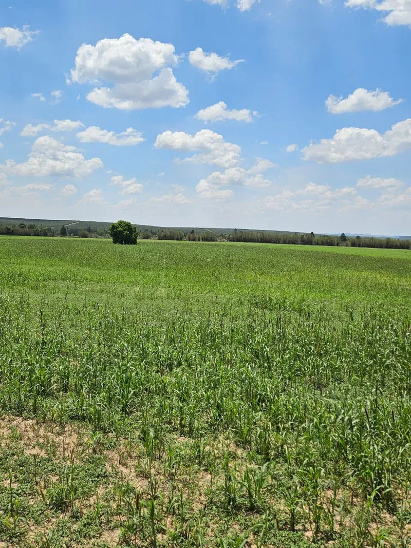 Fazenda em Brotas/São Paulo — Ref TNHVI2 — Imagem 16
