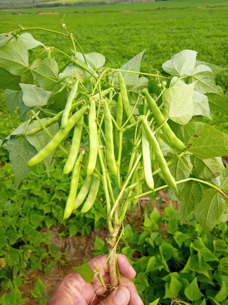 Fazenda em São João d'Aliança/Goiás — Ref ZOOZL9 — Imagem 3