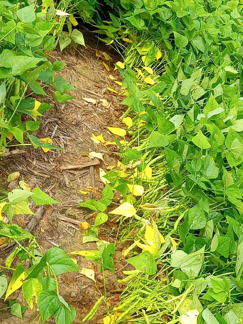 Fazenda em São João d'Aliança/Goiás — Ref ZOOZL9 — Imagem 4