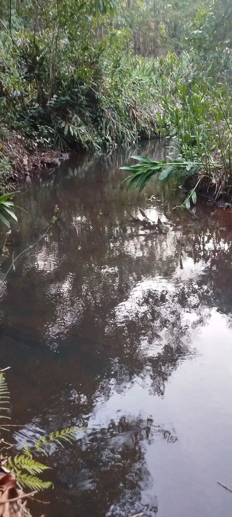 Chácara em Anápolis/Goiás — Ref N88WC7 — Imagem 7