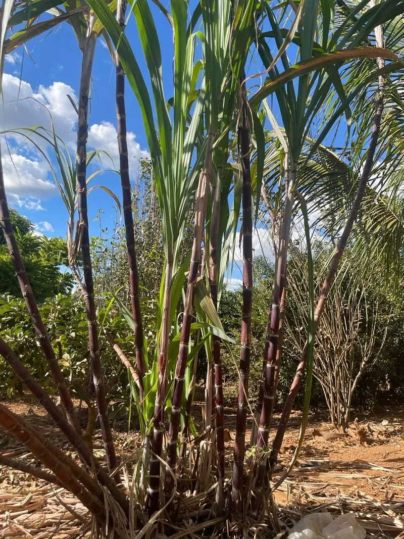 Chácara em Anápolis/Goiás — Ref N88WC7 — Imagem 9
