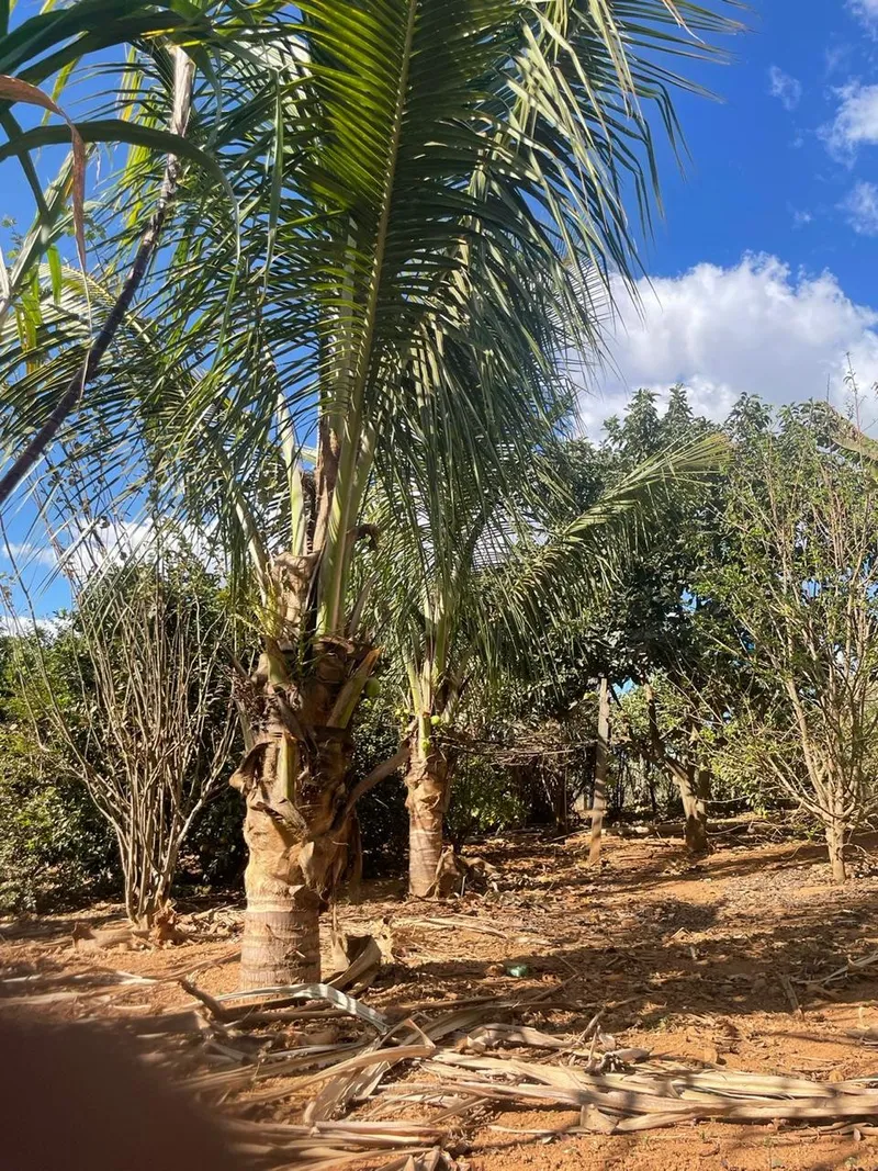 Chácara em Anápolis/Goiás — Ref N88WC7 — Imagem 10