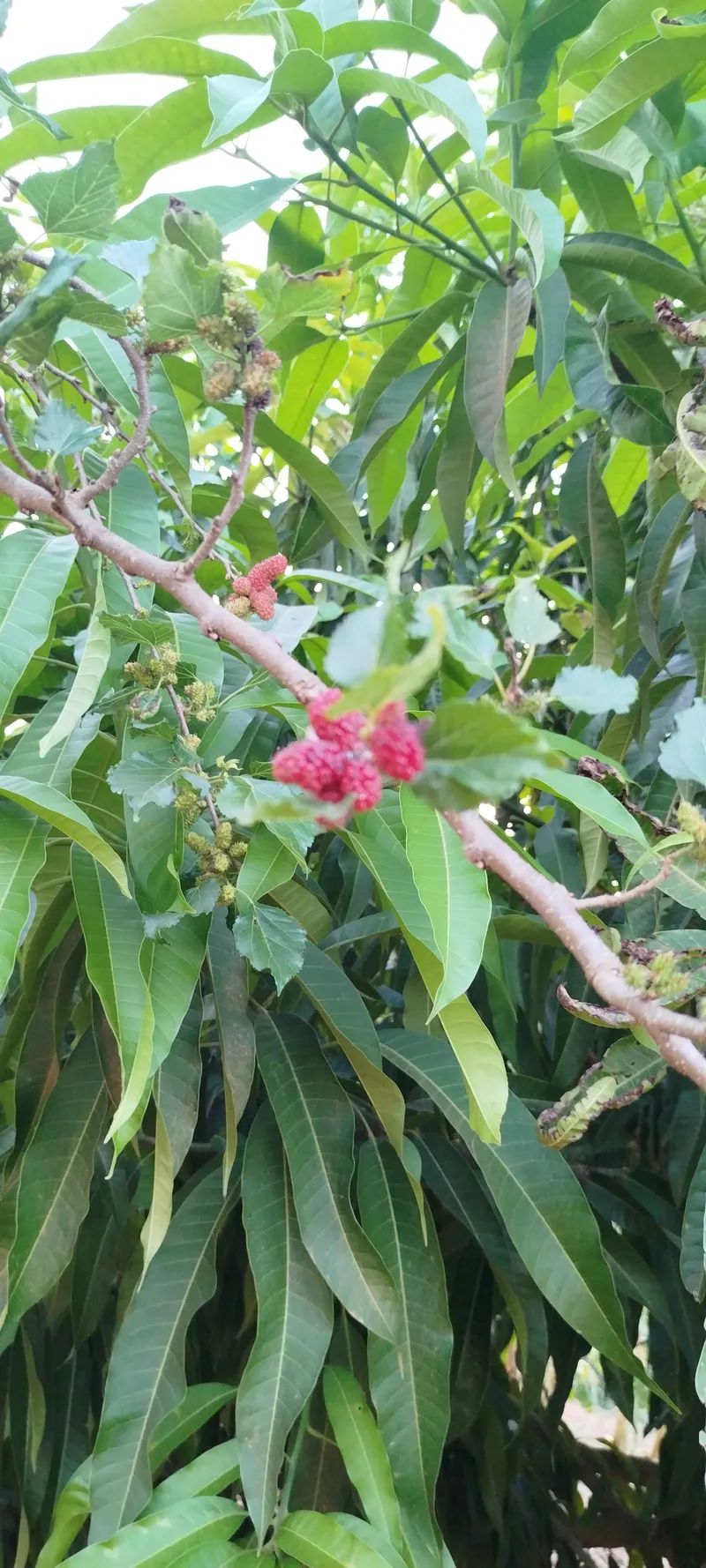 Chácara em Anápolis/Goiás — Ref N88WC7 — Imagem 20