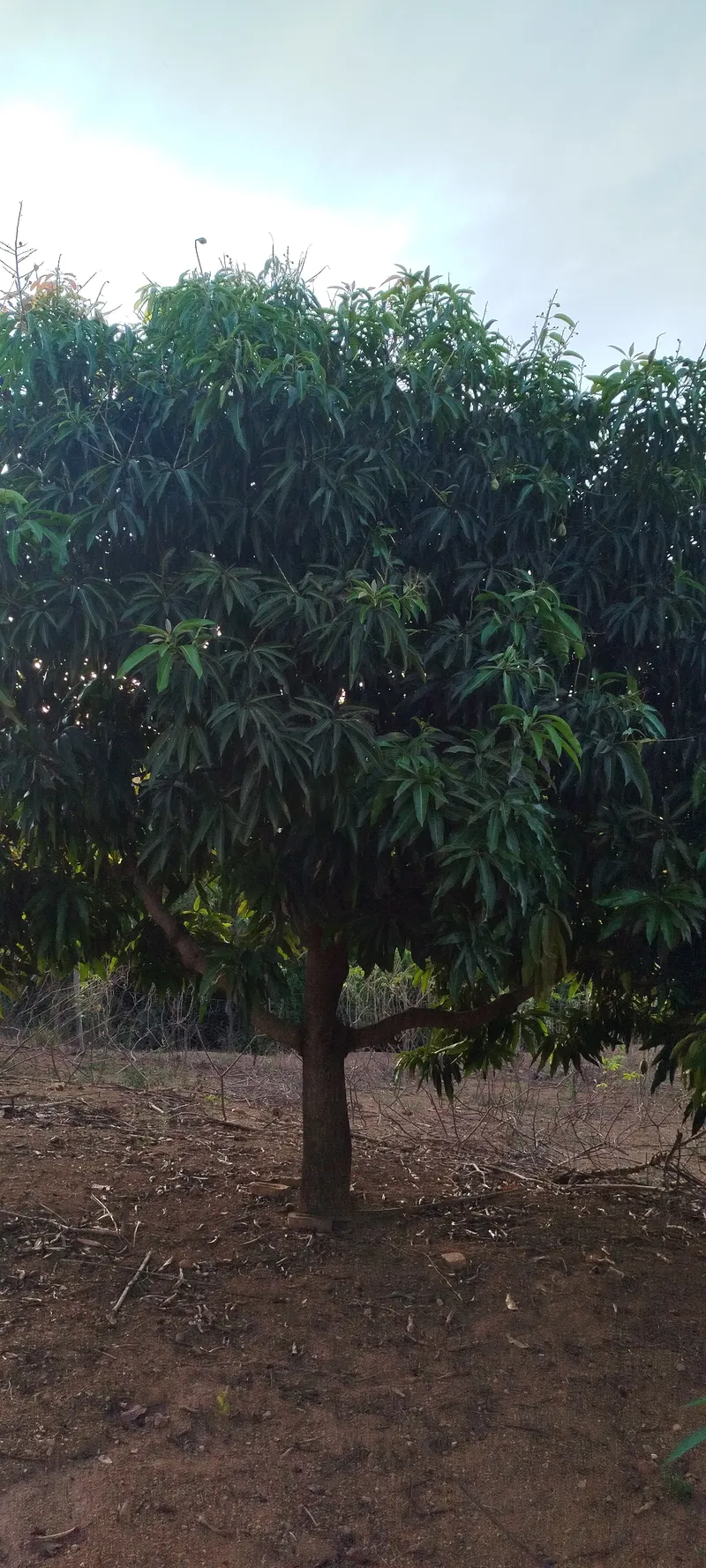 Chácara em Anápolis/Goiás — Ref N88WC7 — Imagem 21