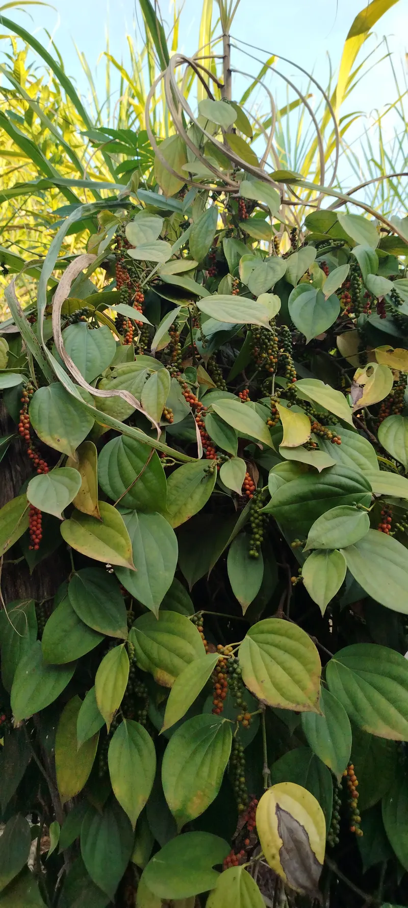 Chácara em Anápolis/Goiás — Ref N88WC7 — Imagem 22