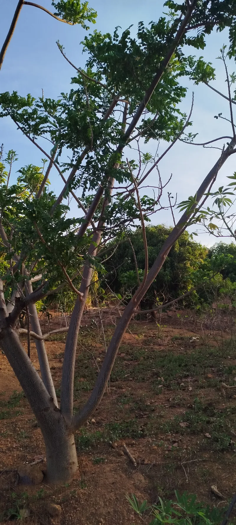 Chácara em Anápolis/Goiás — Ref N88WC7 — Imagem 3