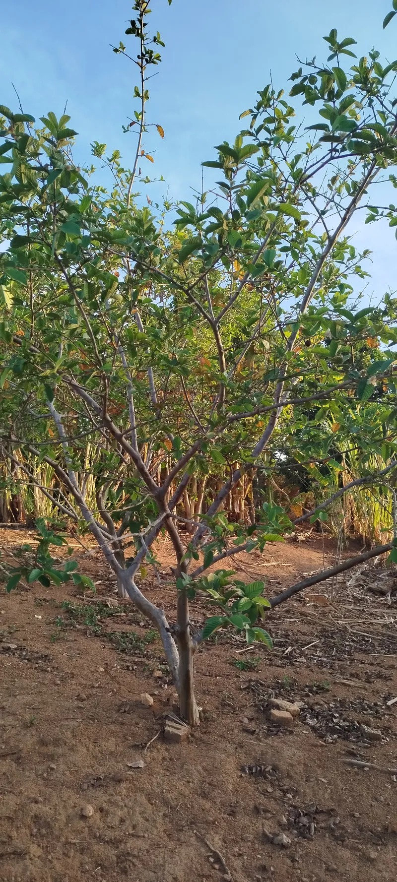 Chácara em Anápolis/Goiás — Ref N88WC7 — Imagem 2